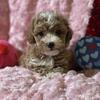 CKC Poodles Toy Mini Male and Female