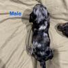 AKC Dachshunds Puppies