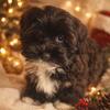 Havanese Puppies Available