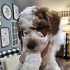 Parti toy poodles