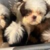 Shih-tzu Female Puppies 