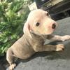 Pitbull puppies - Bluenose & Brindle located in Mesa, AZ 4807402445