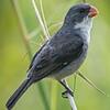 White bellied seedeater 