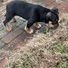 Tri pocket American Bully female 11 weeks old  $500