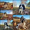AKC English Springer Spaniel puppies