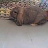 Mini Lop Doe