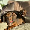 AKC registered Miniature Dachshunds