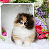 Looking for a kitten