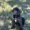 Cane Corso - 5 Weeks 