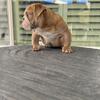 Akc English bulldog male pup