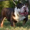 Akc mini English Bulldog 