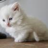 TICA REGISTERED standard minuet kitten