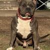 3 year old Boy Blue American bully 