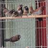 cheap! 9 finches 5, society finch,3 spice finch,2 african silverbills $250