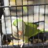 Quaker parrot