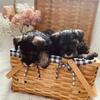 Miniature Schnauzer Puppies