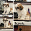 Shih Tzu puppies