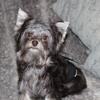 Cooper - AKC & CKC Chocolate Yorkie Male Puppy!