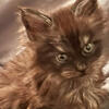 Gorgeous Maine coon female  tica text 980-616-0077
