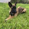 Belgian Malinois- $150
