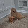 Goldendoodle Puppies – Medium Size – Ready for Their Forever Homes!