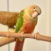 Conures for Sale, Breeders and Companions