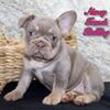 Nancy Female French Bulldog