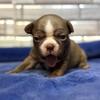Adorable Boston Terrier Puppies 