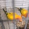 Sun conures