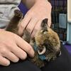 Coatimundi baby 