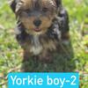Boy Yorkie Puppy, Summerville, South Carolina 