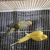 Indian Ringneck proven pair not tame