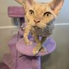 Devon rex  male
