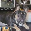 STUD-Blue w/ Tan Points- French Bulldog 