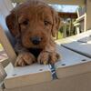 Goldendoodles- we breed for families! Pups ready for homes DECEMBER!