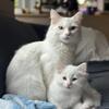 Turkish Angora Kittens