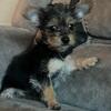 TeaCup Yorkie