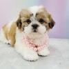 Shih tzu Puppies for sale New York - New Jersey