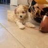  Toy Poodle puppies 