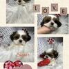 AKC Shih Tzu