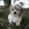 Shipoo puppies ( shih tzu/poodle mix