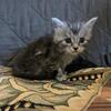 Maine Coon Kittens and Cats Available   