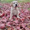 Yellow Lab male puppy!
