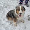 Akc registerable 2 yr old australian shepherd female