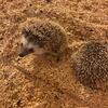 Baby hedgehogs!!!