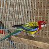 Golden Mantel Rosellas