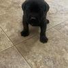 Cane Corso Puppies 