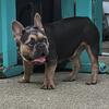 Female French bulldog 