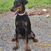 EUROPEAN DOBERMAN PUPPY FEMALE