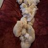 Golden Retriever Puppys 